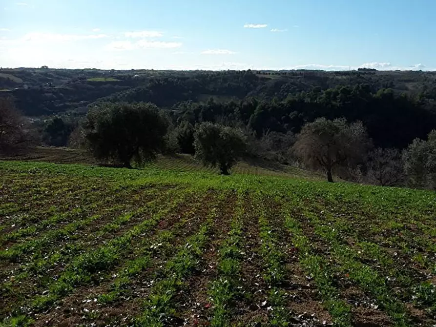 Immagine 10 di Terreno agricolo in vendita  a Cupra Marittima