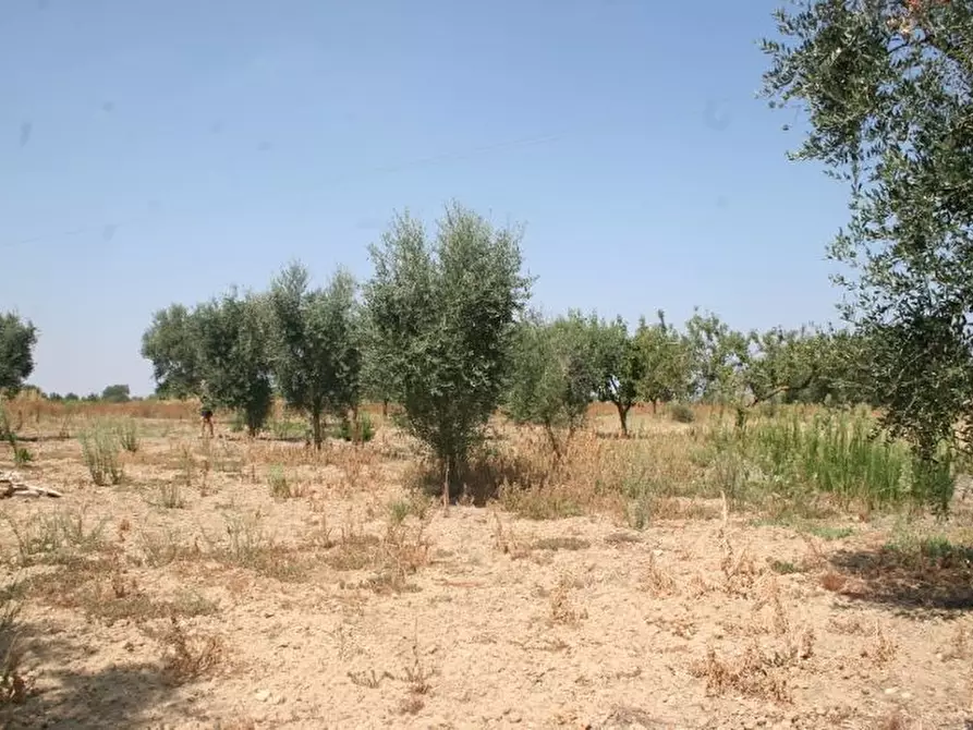 Immagine 12 di Terreno agricolo in vendita  in contrada mandrò a Cutrofiano