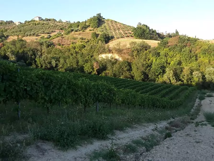 Immagine 16 di Terreno agricolo in vendita  a Carassai