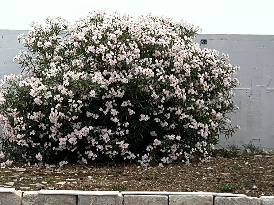 Immagine 38 di Casa vacanze in vendita  a Pulsano
