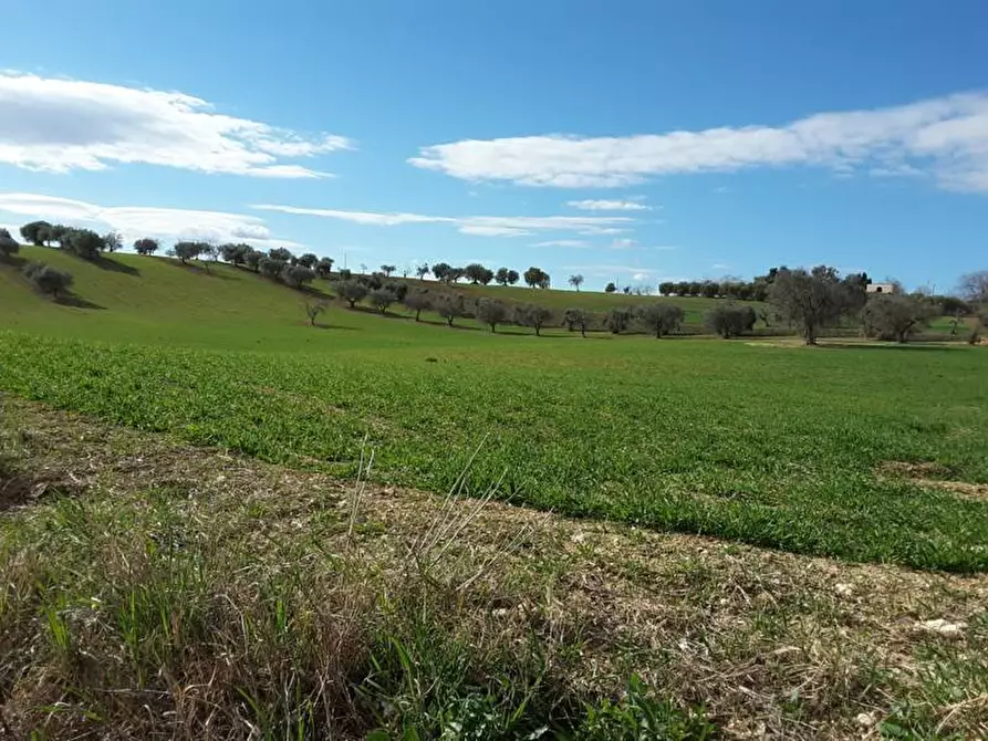 Immagine 18 di Terreno agricolo in vendita  a Cupra Marittima