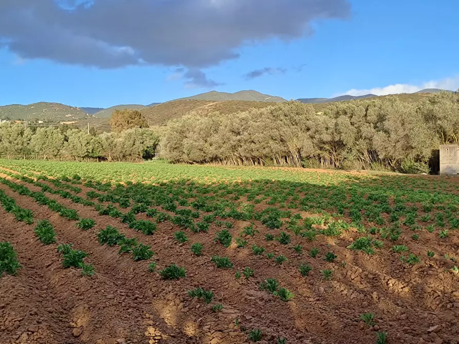 Immagine 32 di Terreno agricolo in vendita  in Via dei Gladioli a Quartucciu