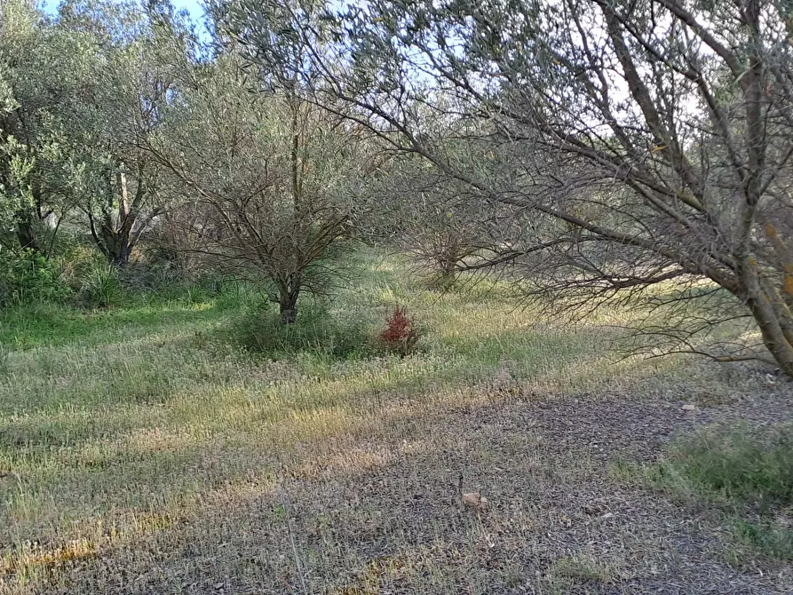 Immagine 7 di Terreno agricolo in vendita  in Via dei Gladioli a Quartucciu
