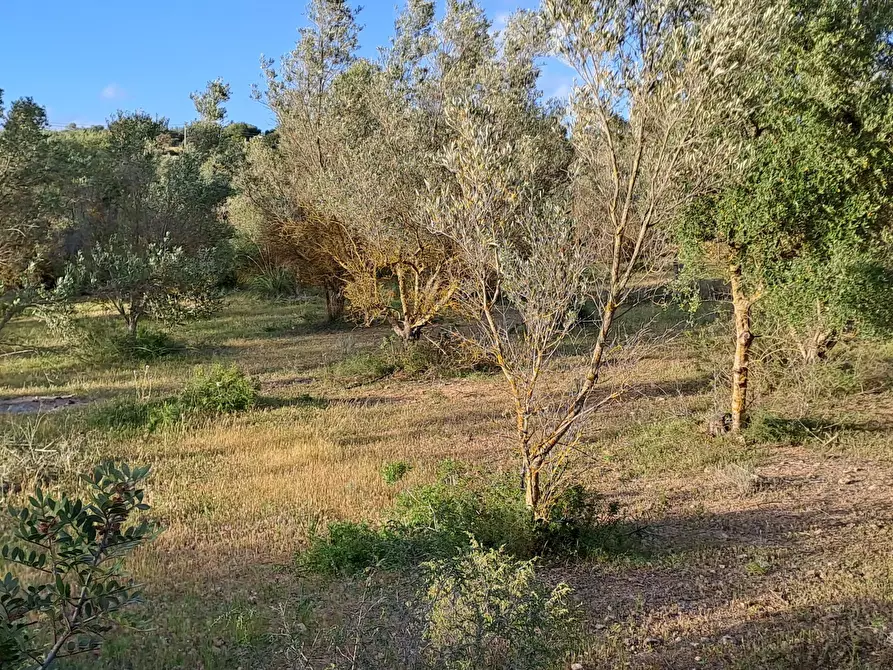 Immagine 14 di Terreno agricolo in vendita  in Via dei Gladioli a Quartucciu