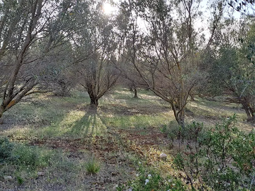 Immagine 8 di Terreno agricolo in vendita  in Via dei Gladioli a Quartucciu