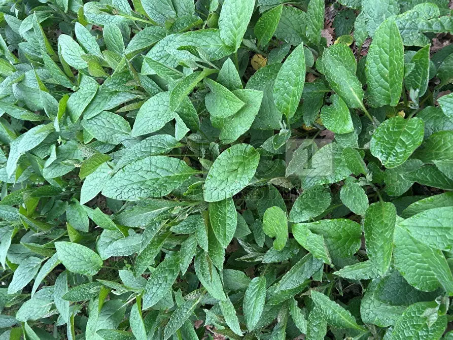 Immagine 3 di Terreno agricolo in vendita  in Piazza Mazzaretto a Longare