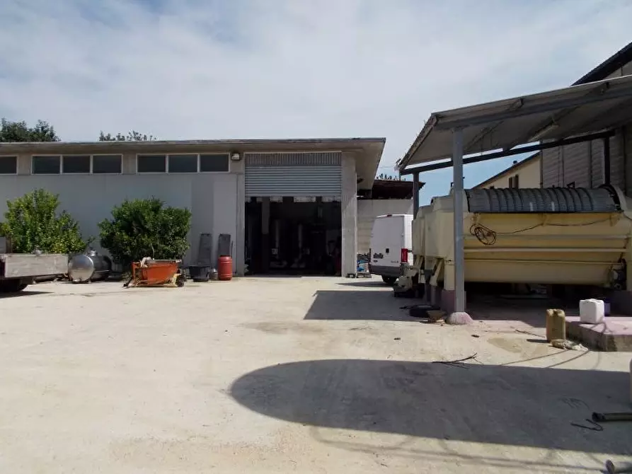 Immagine 8 di Azienda agricola in vendita  a Ripatransone