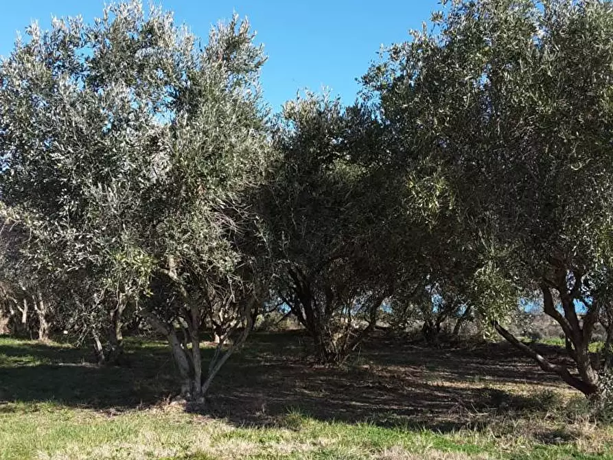 Immagine 16 di Terreno agricolo in vendita  a Cupra Marittima