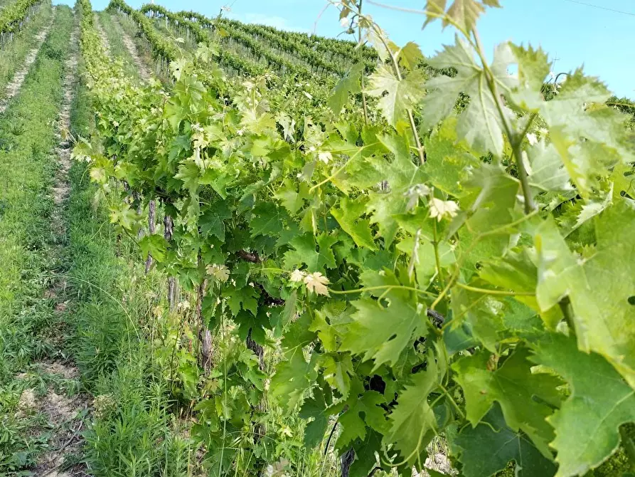 Immagine 9 di Terreno agricolo in vendita  a Montefiore Dell'aso
