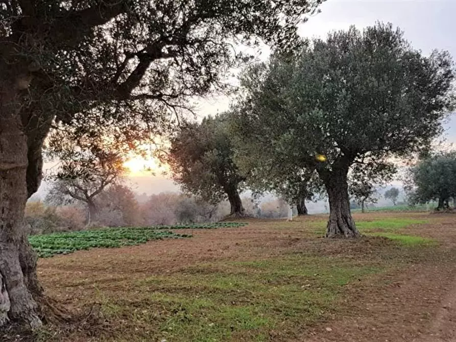 Immagine 7 di Terreno agricolo in vendita  a Cupra Marittima