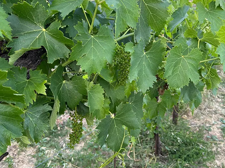 Immagine 2 di Terreno agricolo in vendita  a Montefiore Dell'aso