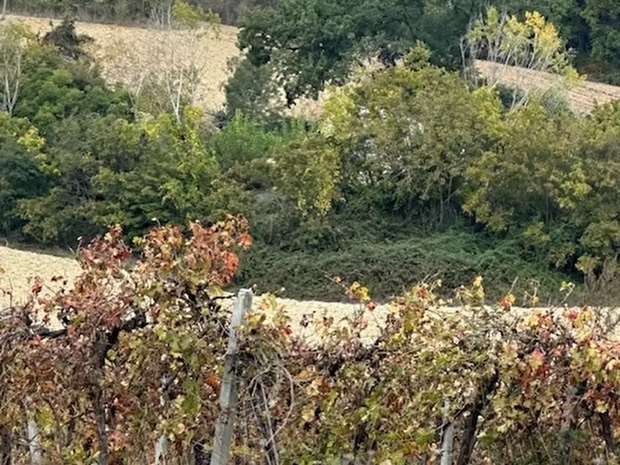 Immagine 8 di Rustico / casale in vendita  a Ripatransone