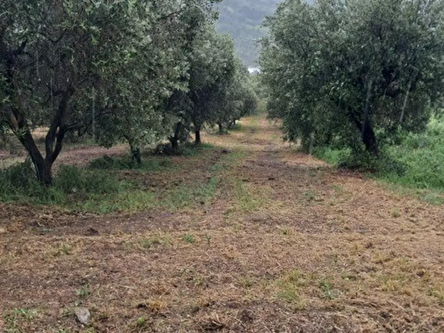 Immagine 12 di Terreno edificabile in vendita  a Colonnella
