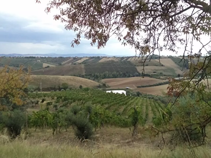 Immagine 25 di Terreno agricolo in vendita  a Colonnella