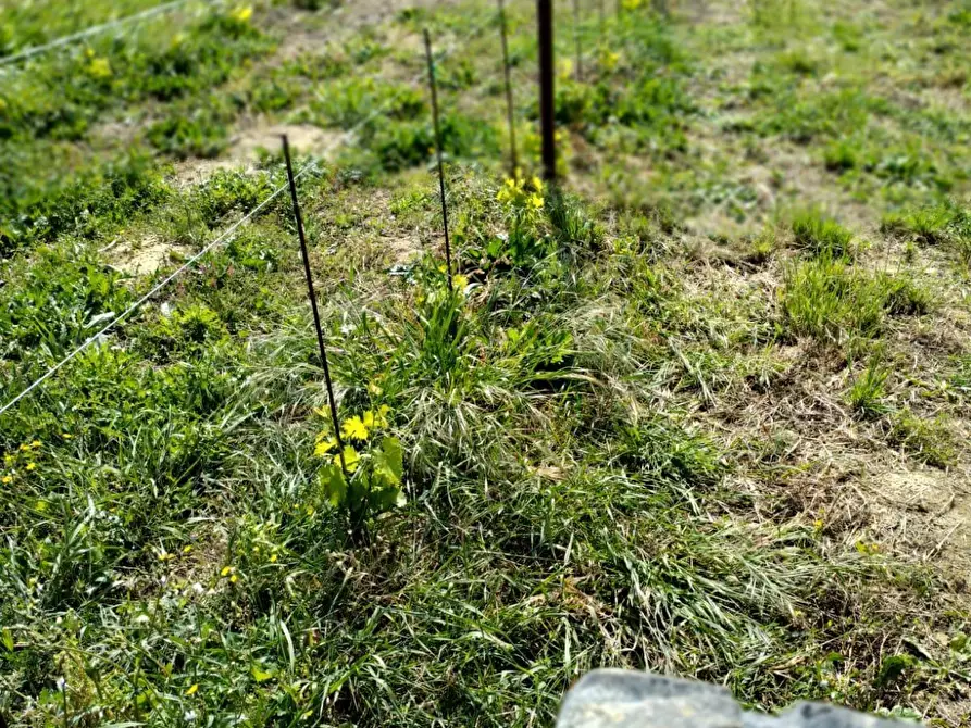 Immagine 21 di Terreno agricolo in vendita  a Montefiore Dell'aso