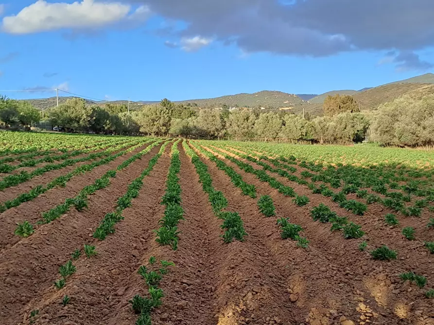 Immagine 31 di Terreno agricolo in vendita  in Via dei Gladioli a Quartucciu