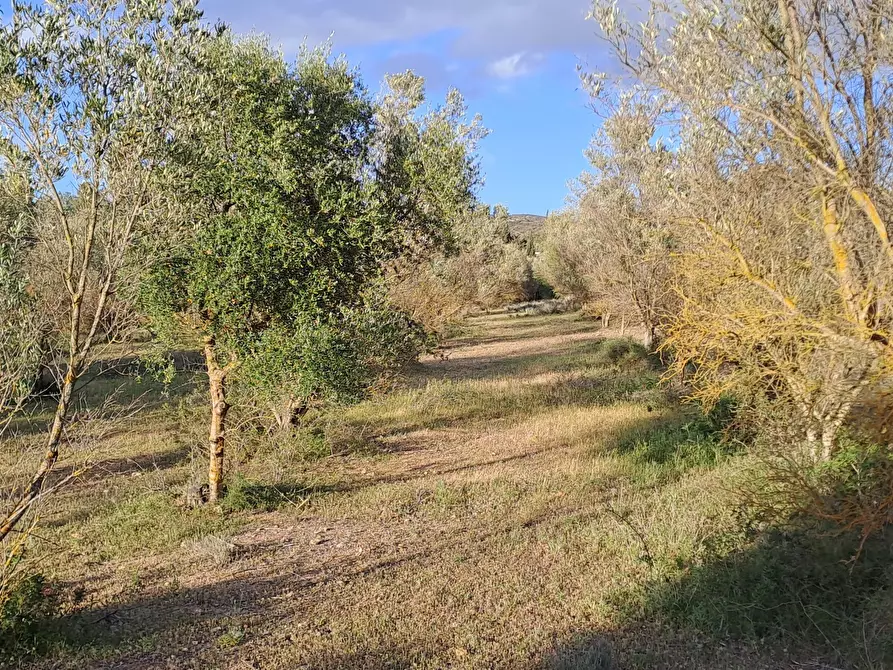 Immagine 13 di Terreno agricolo in vendita  in Via dei Gladioli a Quartucciu
