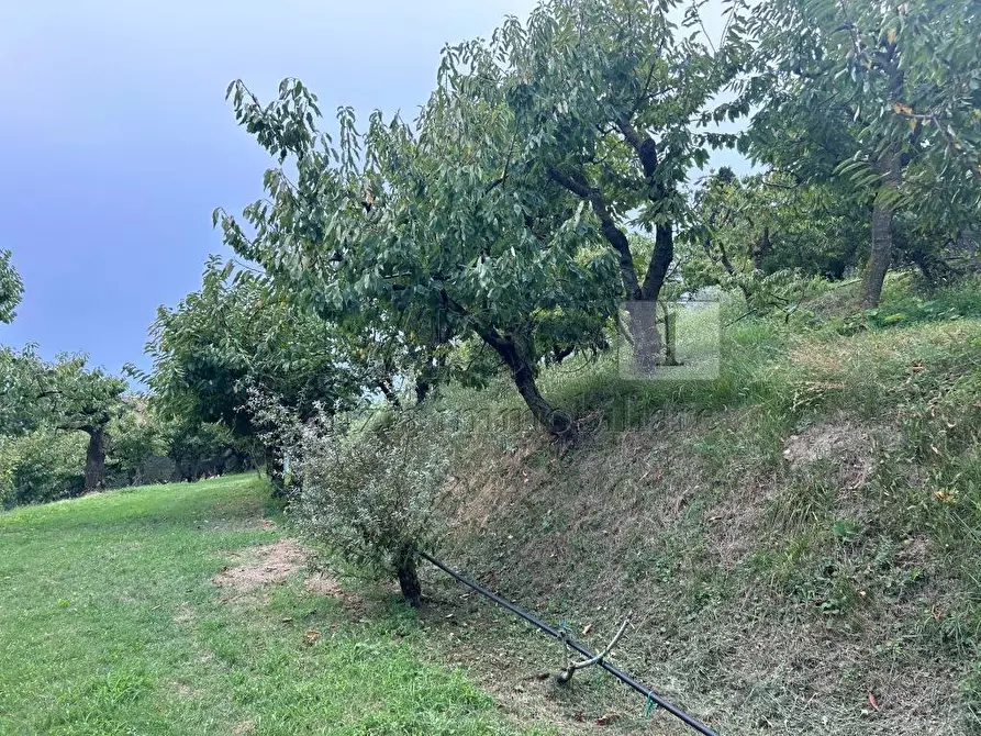Immagine 3 di Terreno agricolo in vendita  in Via Calcare a Castegnero