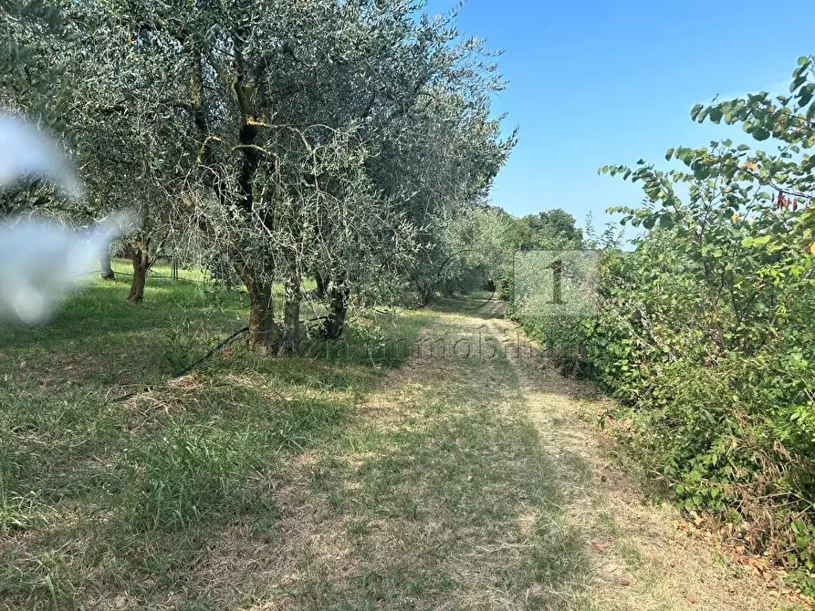 Immagine 4 di Terreno agricolo in vendita  in Via Castellaro a Castegnero