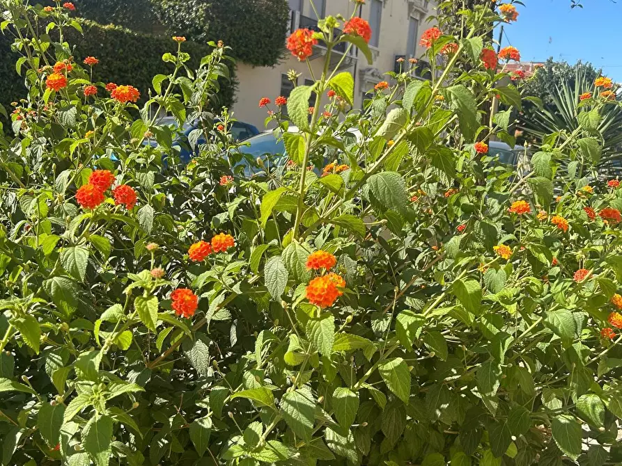 Immagine 48 di Villa in vendita  in Via Firenze 48 a Carrara