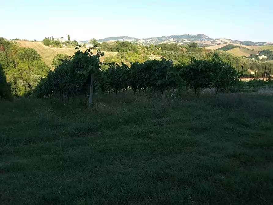 Immagine 11 di Terreno agricolo in vendita  a Carassai
