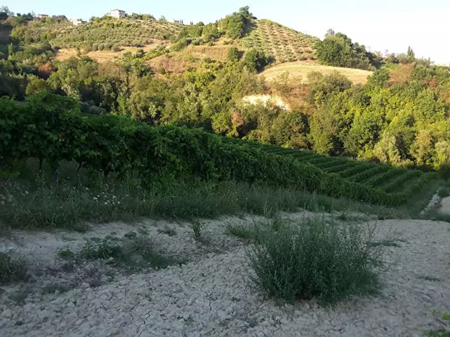 Immagine 15 di Terreno agricolo in vendita  a Carassai