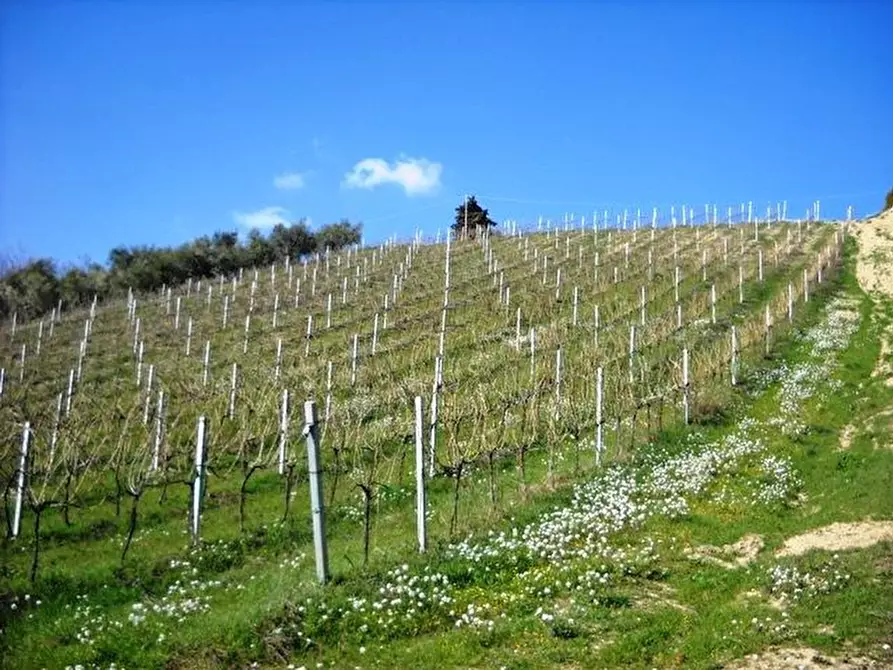 Immagine 8 di Terreno edificabile in vendita  in contrada a Castorano