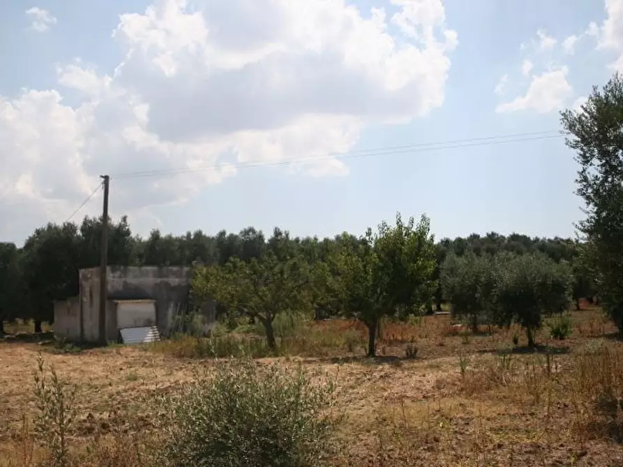 Immagine 35 di Terreno agricolo in affitto  in contrada mandrò a Cutrofiano