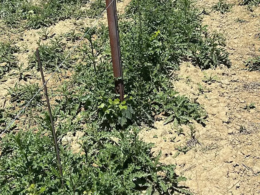 Immagine 20 di Terreno agricolo in vendita  a Montefiore Dell'aso