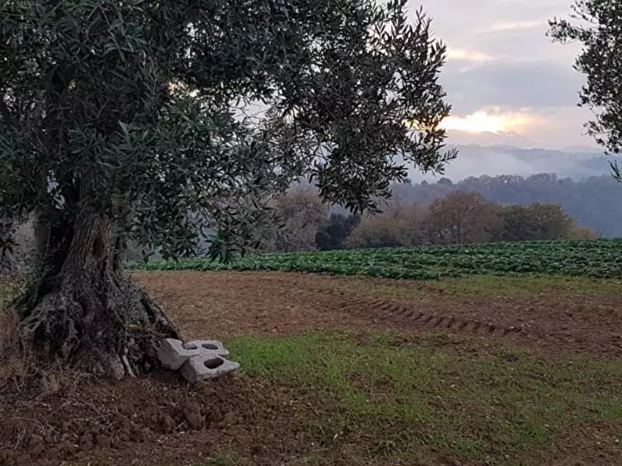 Immagine 8 di Terreno agricolo in vendita  a Cupra Marittima
