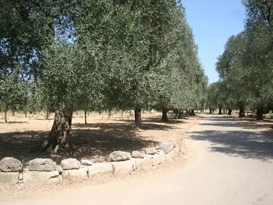 Immagine 1 di Terreno agricolo in affitto  in contrada mandrò a Cutrofiano