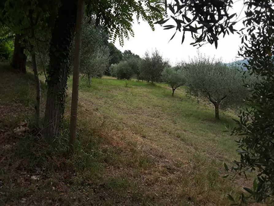 Immagine 3 di Agriturismo in vendita  a Offagna