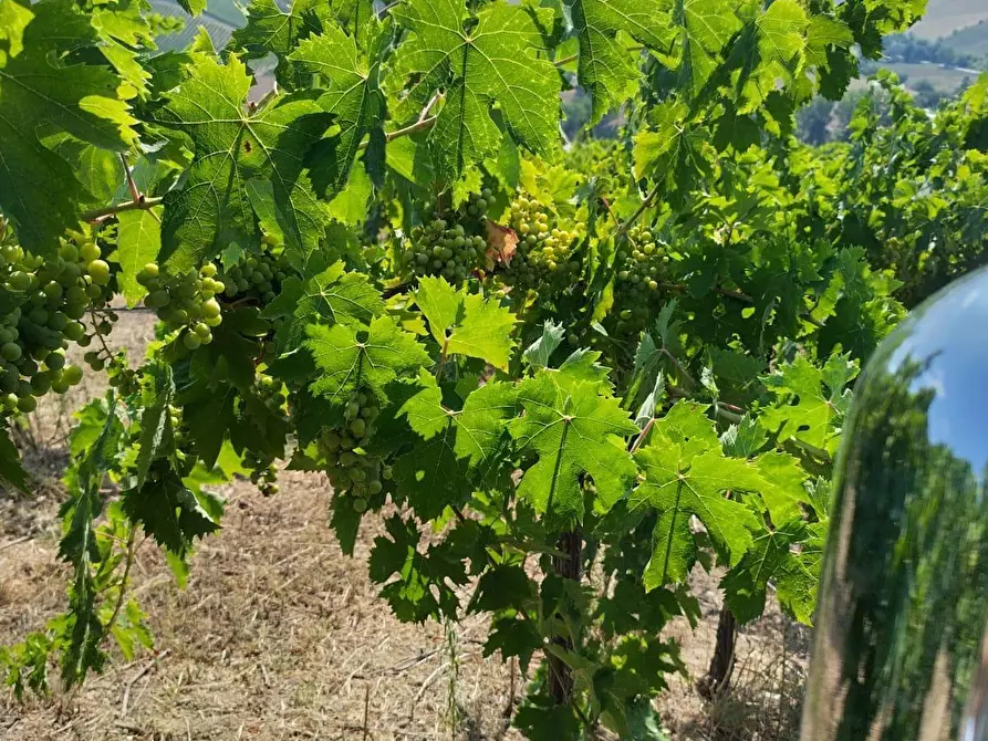 Immagine 8 di Terreno agricolo in vendita  a Montefiore Dell'aso