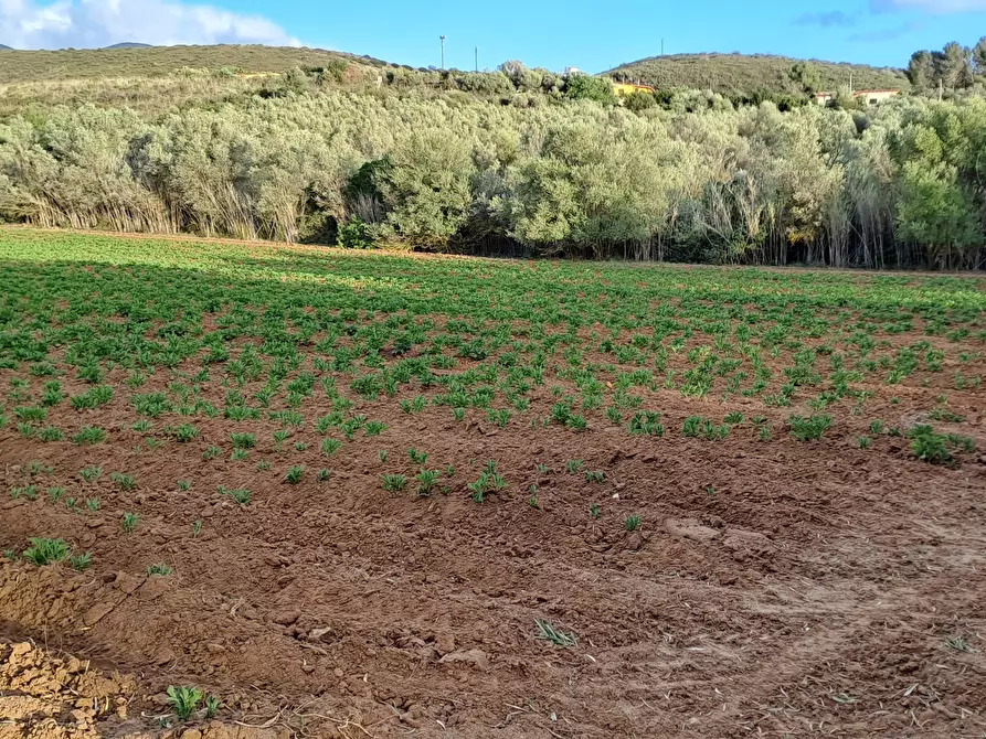 Immagine 28 di Terreno agricolo in vendita  in Via dei Gladioli a Quartucciu