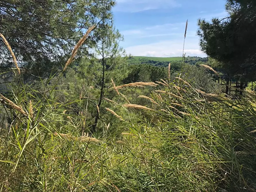Immagine 5 di Terreno edificabile in vendita  a Grottammare