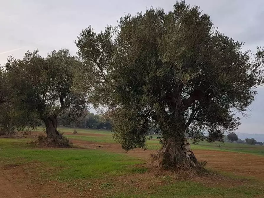 Immagine 6 di Terreno agricolo in vendita  a Cupra Marittima