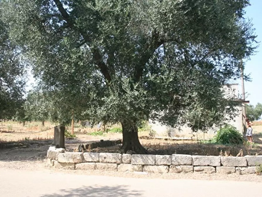 Immagine 25 di Terreno agricolo in vendita  in contrada mandrò a Cutrofiano