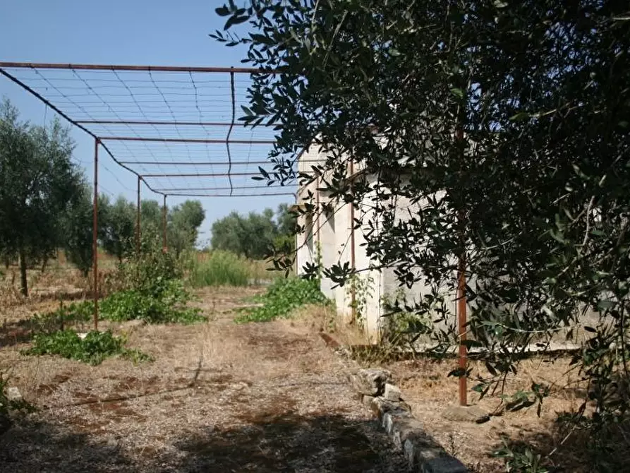 Immagine 3 di Terreno agricolo in vendita  in contrada mandrò a Cutrofiano