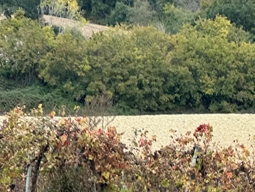 Immagine 11 di Rustico / casale in vendita  a Ripatransone