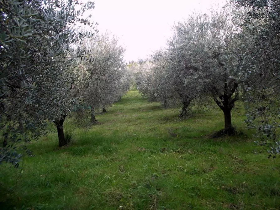 Immagine 1 di Terreno agricolo in vendita  in Località Monticelli Alto a Ascoli Piceno