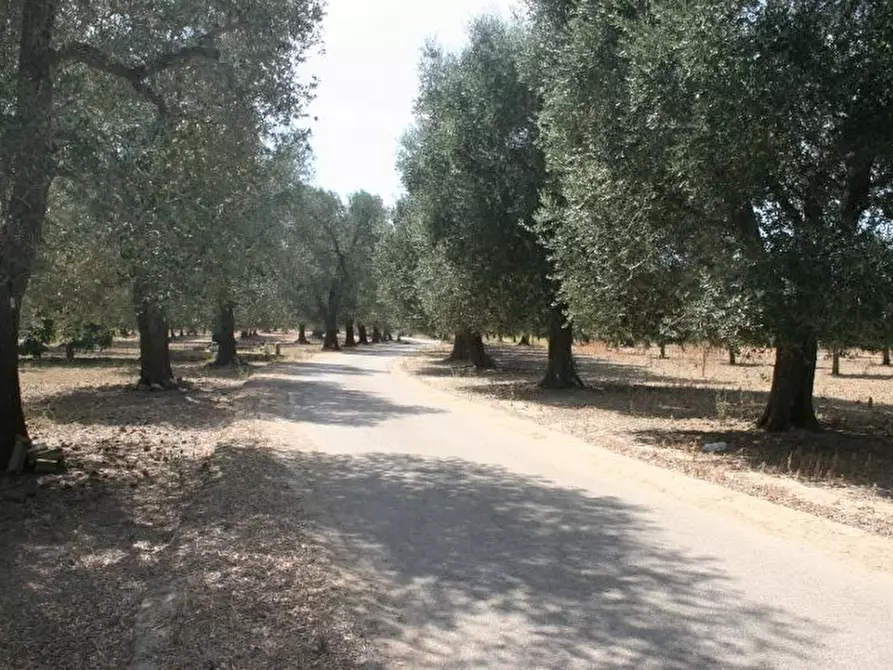 Immagine 23 di Terreno agricolo in vendita  in contrada mandrò a Cutrofiano
