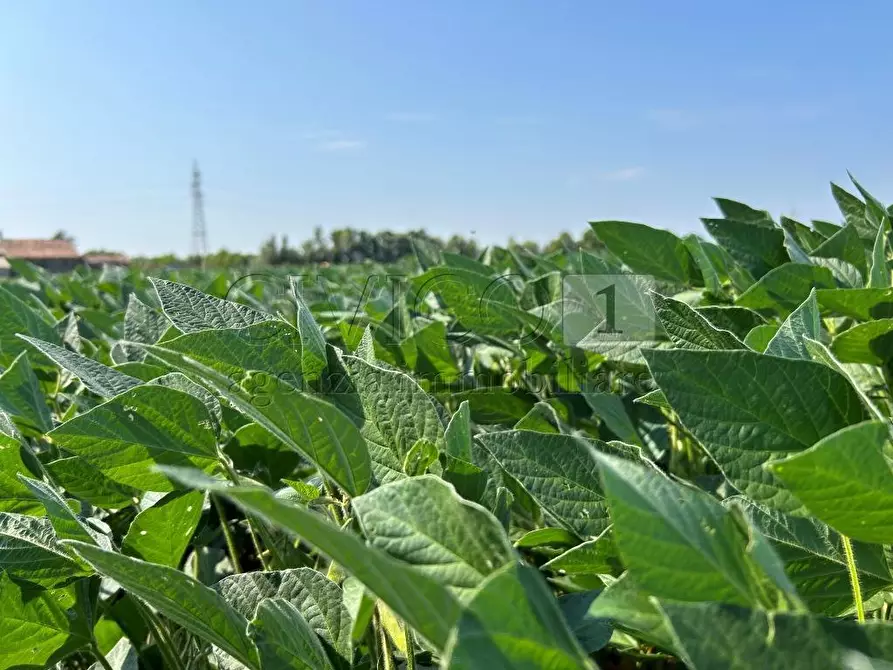 Immagine 9 di Terreno agricolo in vendita  in Via Volpara a Castegnero