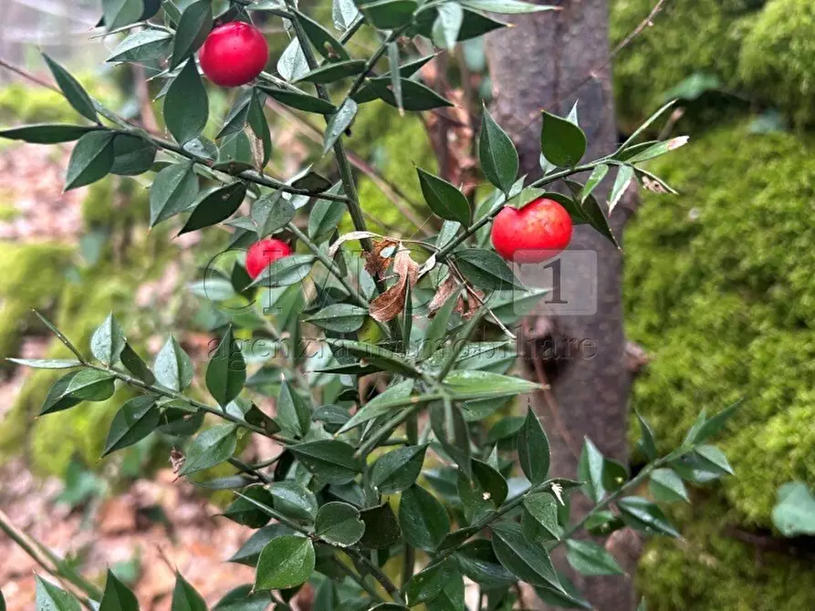 Immagine 1 di Terreno agricolo in vendita  in Piazza Mazzaretto a Longare