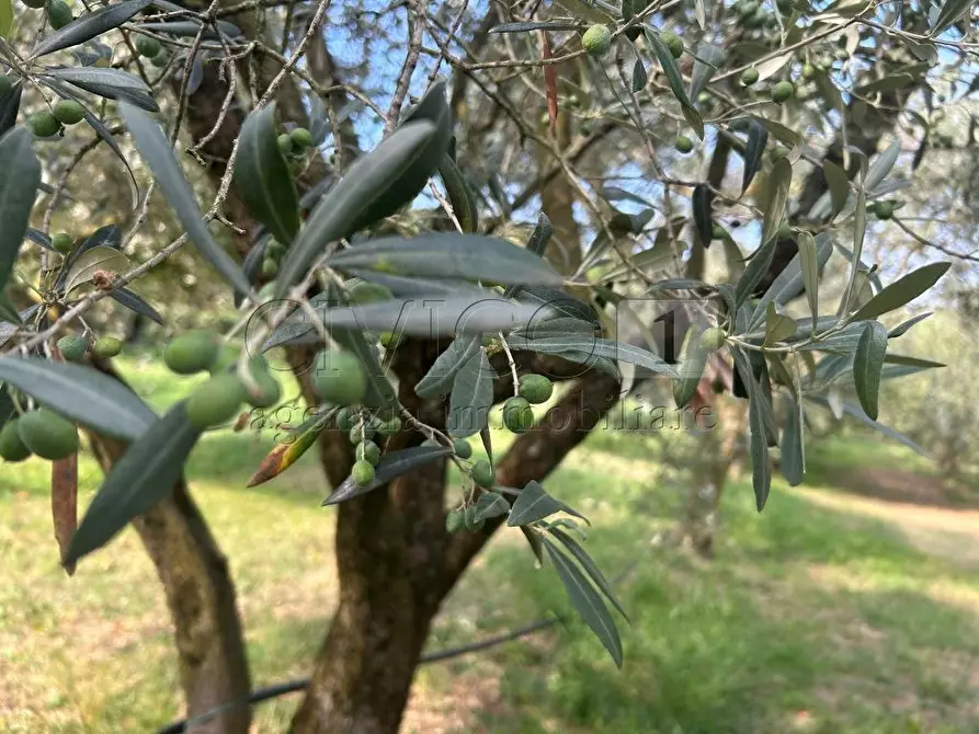 Immagine 1 di Terreno agricolo in vendita  in Via Castellaro a Castegnero