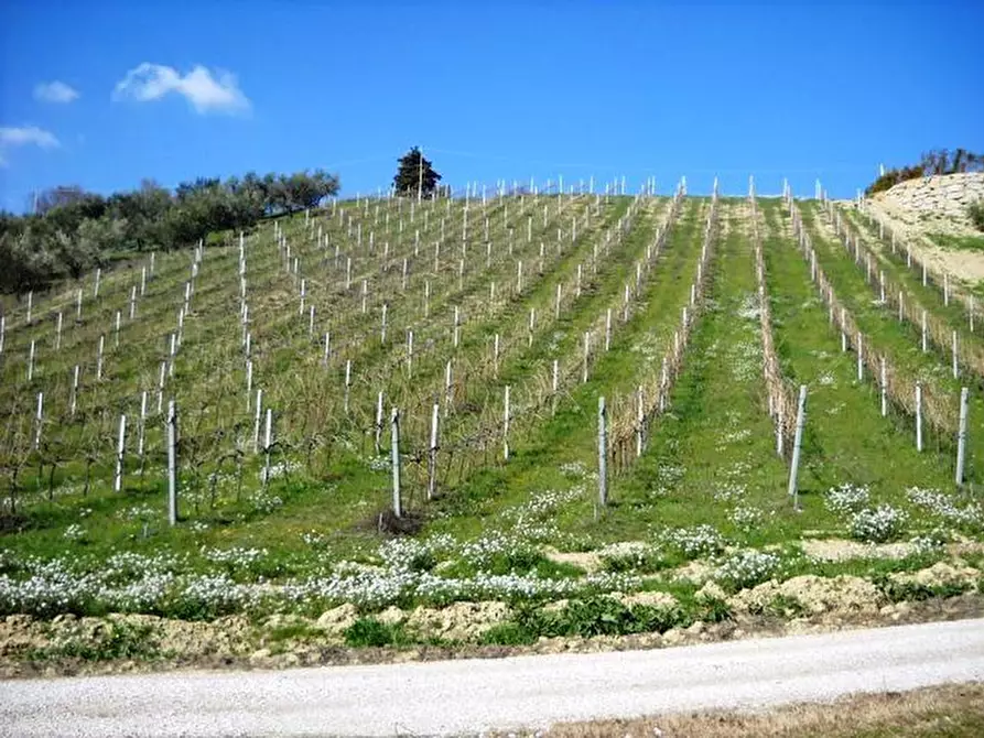 Immagine 10 di Terreno edificabile in vendita  in contrada a Castorano