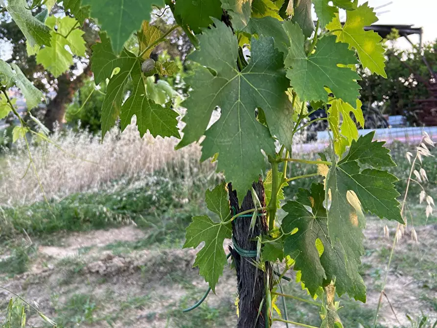 Immagine 6 di Terreno agricolo in vendita  a Montefiore Dell'aso