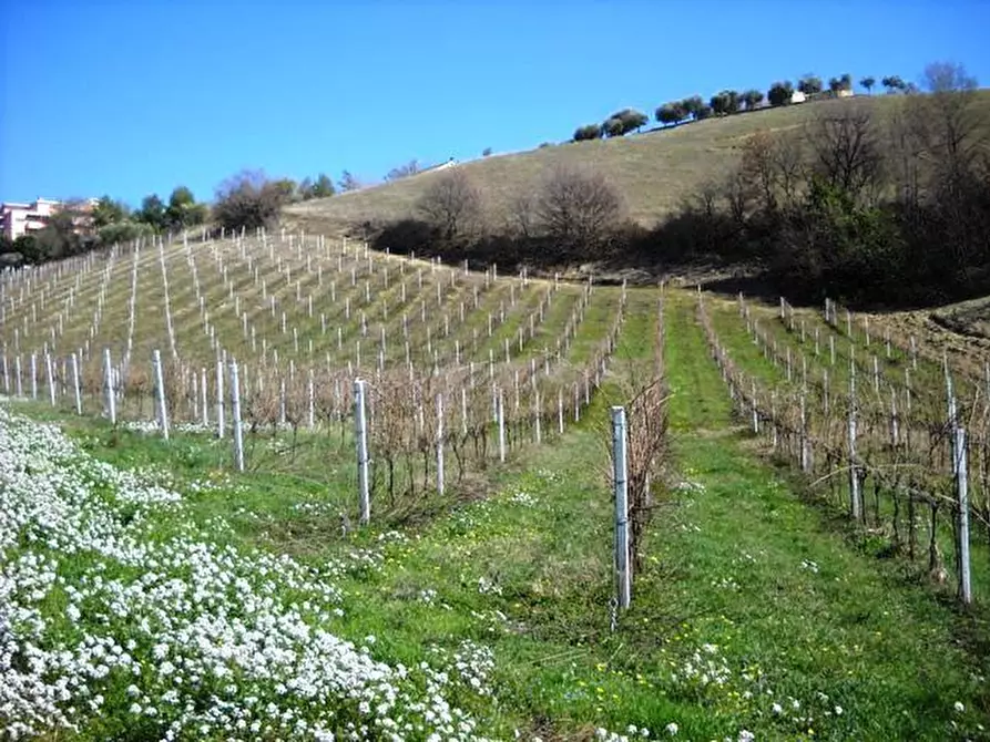 Immagine 11 di Terreno edificabile in vendita  in contrada a Castorano