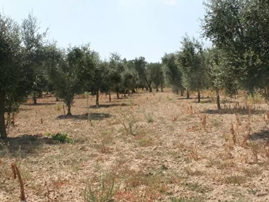 Immagine 16 di Terreno agricolo in vendita  in contrada mandrò a Cutrofiano