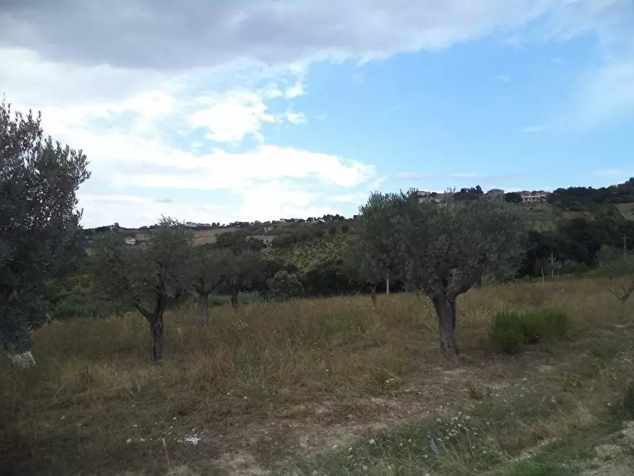 Immagine 15 di Terreno agricolo in vendita  a Colonnella