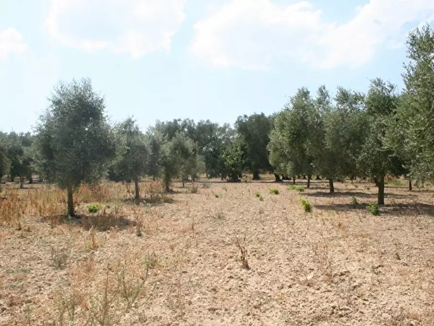 Immagine 20 di Terreno agricolo in vendita  in contrada mandrò a Cutrofiano